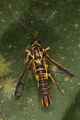 Synanthedon flavipectus