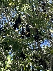 Pteropus conspicillatus