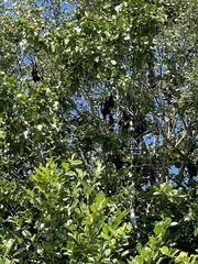 Pteropus conspicillatus