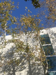 Platanus