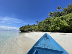 Pteropus conspicillatus