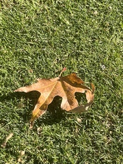 Platanus