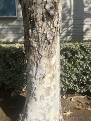 Platanus