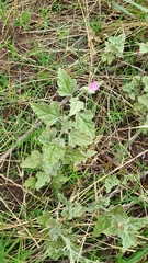 Sphaeralcea mendocina