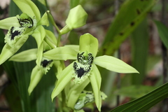 Coelogyne