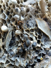 Vespa velutina nigrithorax