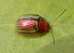 Paropsisterna basalis