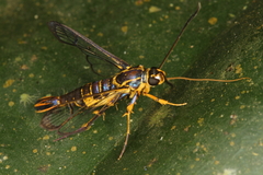 Synanthedon flavipectus