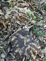 Vespa velutina nigrithorax