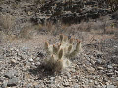 Opuntia diploursina