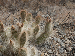 Opuntia diploursina