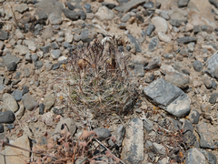 Opuntia diploursina