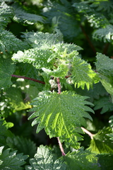 Urtica pilulifera