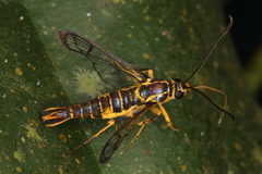 Synanthedon flavipectus