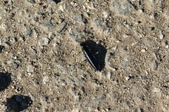 Carabus