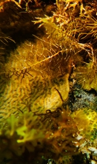 Coscinaraea mcneilli