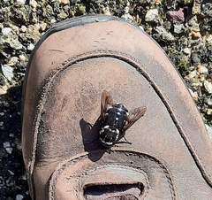 Triclista guttata