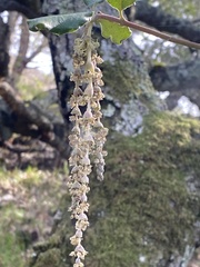 Garrya elliptica