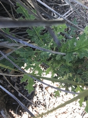Senecio bathurstianus