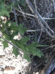 Senecio bathurstianus