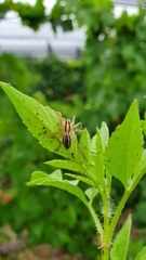 Hogna bivittata