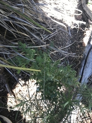 Senecio bathurstianus