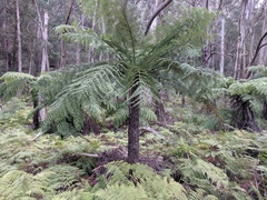 Cyathea australis