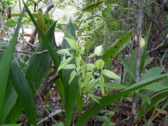 Coelogyne