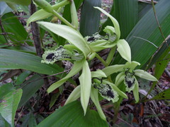 Coelogyne