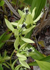 Coelogyne