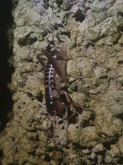 Hemiandrus