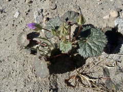 Eremalche rotundifolia