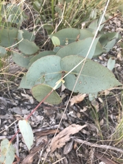 Eucalyptus dives