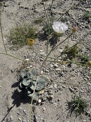 Atrichoseris platyphylla