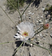 Atrichoseris platyphylla