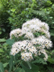 Spiraea virginiana