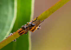 Eurymeloides marmorata