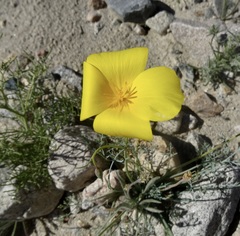 Eschscholzia papastillii