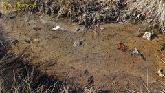 Semisulcospira libertina