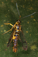 Synanthedon flavipectus