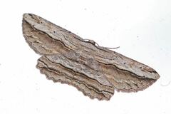 Euphronarcha luxaria