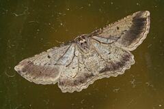 Euphronarcha luxaria