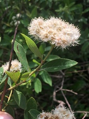 Spiraea virginiana
