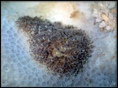 Phestilla lugubris