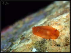 Dendrodoris fumata