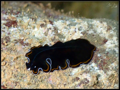 Pseudobiceros hancockanus