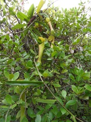 Nepenthes reinwardtiana