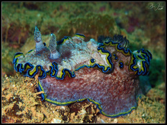 Glossodoris