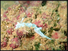 Tritoniopsis elegans