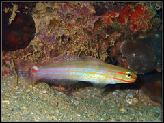 Amblygobius decussatus